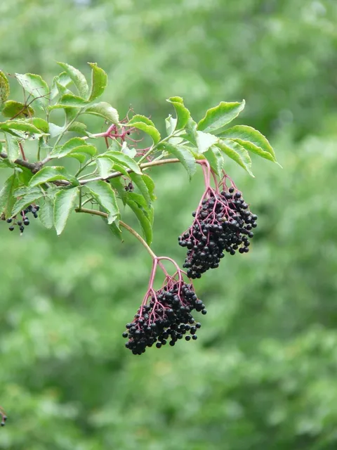 Suport din lemn in forma de butoi pentru 4 sticle de vin