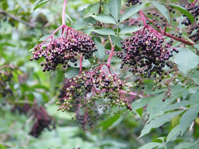 Suport din lemn in forma de butoi pentru 4 sticle de vin